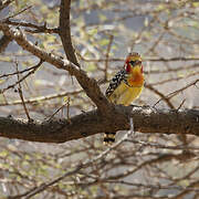 Red-and-yellow Barbet