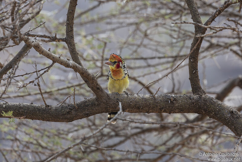 Red-and-yellow Barbetadult