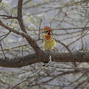 Red-and-yellow Barbet