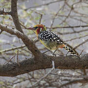 Red-and-yellow Barbet