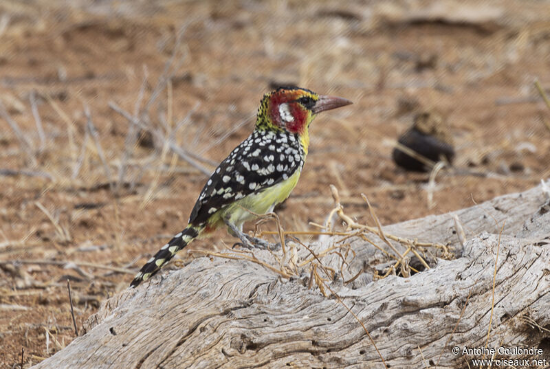 Red-and-yellow Barbetadult