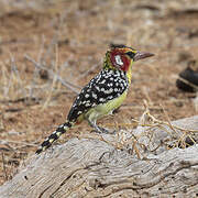 Red-and-yellow Barbet