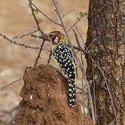 Red-and-yellow Barbet