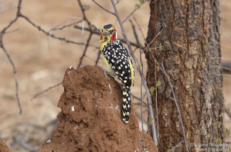 Red-and-yellow Barbetadult