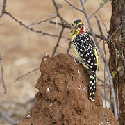 Red-and-yellow Barbet