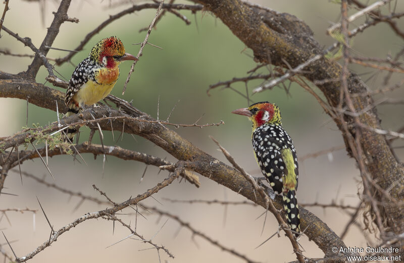 Red-and-yellow Barbetadult breeding, courting display