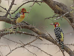 Red-and-yellow Barbet