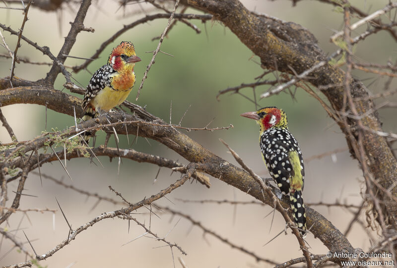 Red-and-yellow Barbetadult breeding, courting display