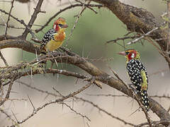 Red-and-yellow Barbet