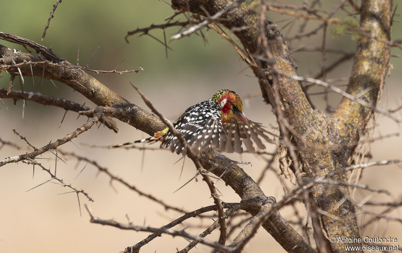 Red-and-yellow Barbetadult