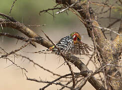 Red-and-yellow Barbet