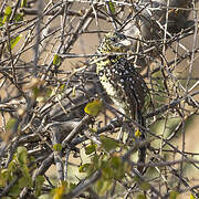 D'Arnaud's Barbet