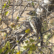 D'Arnaud's Barbet