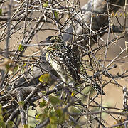 D'Arnaud's Barbet