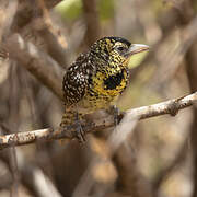 D'Arnaud's Barbet