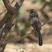 D'Arnaud's Barbet