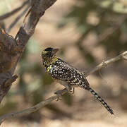 D'Arnaud's Barbet