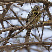 D'Arnaud's Barbet