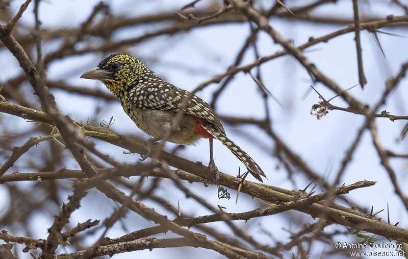 D'Arnaud's Barbet