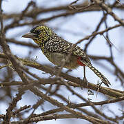 D'Arnaud's Barbet