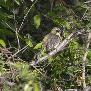 Usambiro Barbet