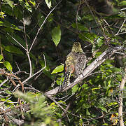 Usambiro Barbet