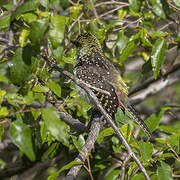 Usambiro Barbet