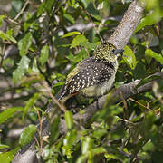 Usambiro Barbet