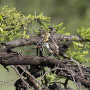 Usambiro Barbet