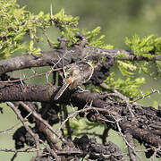 Usambiro Barbet