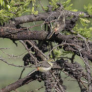 Usambiro Barbet