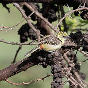 Usambiro Barbet