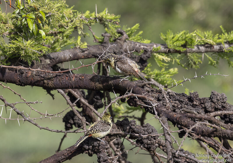 Usambiro Barbet