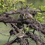 Usambiro Barbet