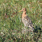 Black-tailed Godwit