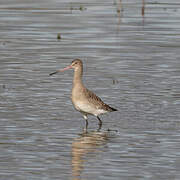 Black-tailed Godwit