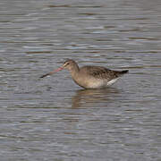 Black-tailed Godwit