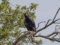 Bateleur des savanes