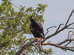 Bateleur