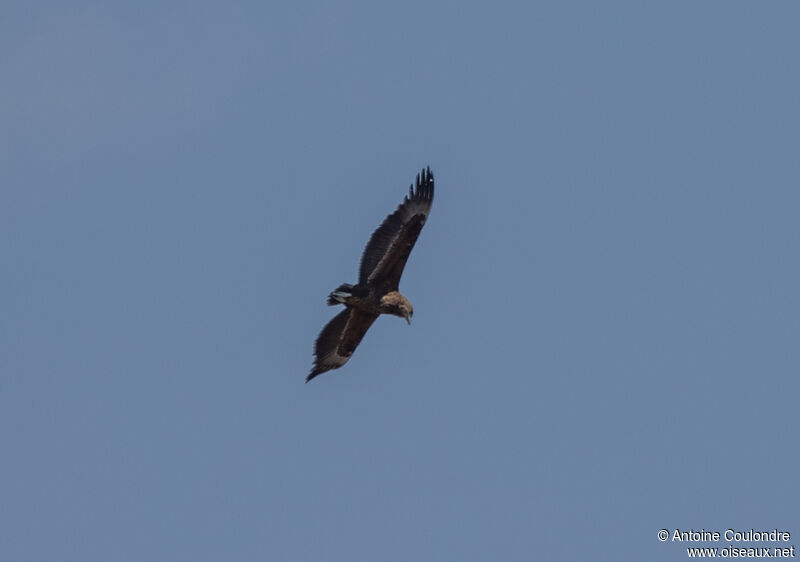 Bateleur des savanesimmature, Vol