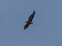 Bateleur des savanes