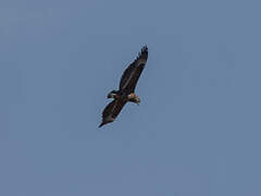 Bateleur