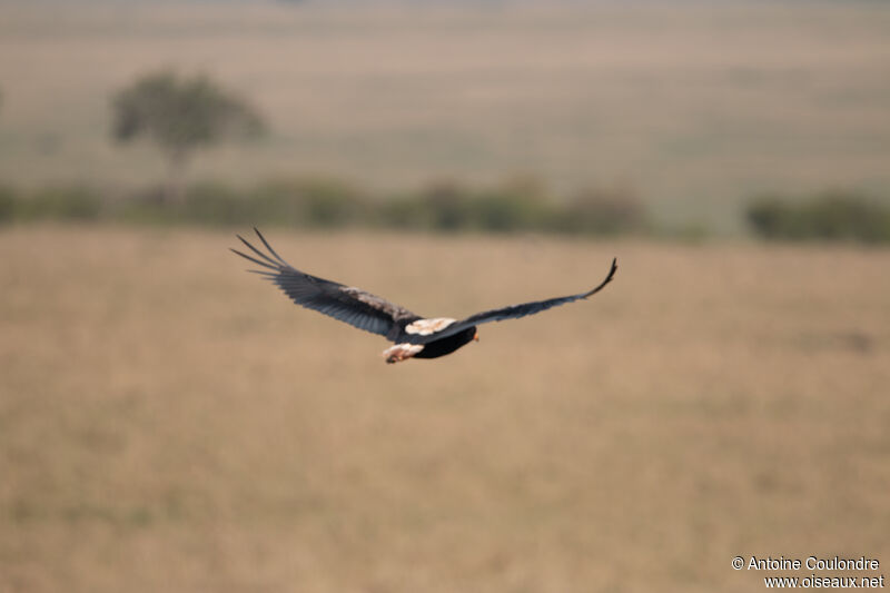 Bateleur des savanesadulte, Vol