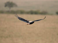 Bateleur des savanes