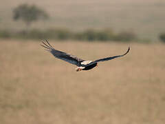 Bateleur