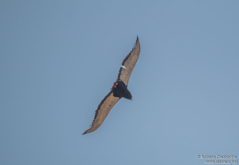 Bateleur des savanesadulte, Vol