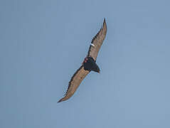 Bateleur des savanes