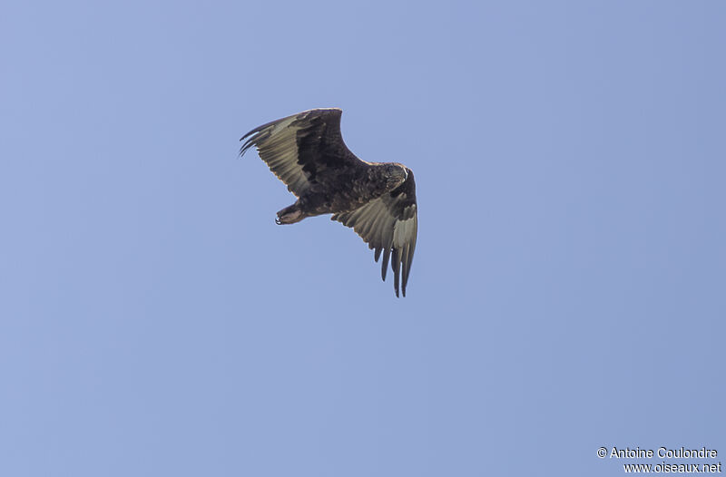 Bateleur des savanesimmature, Vol