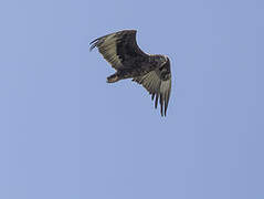 Bateleur des savanes