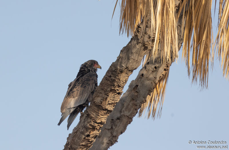 Bateleur des savanesimmature